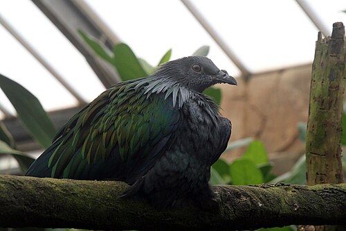 熱帯の鳥の温室(ボーヴァル動物園), サン=テニャン、サントル=ヴァル・ド・ロワール — image montrant un pigeon Nicobar dans la serre aux oiseaux tropicaux