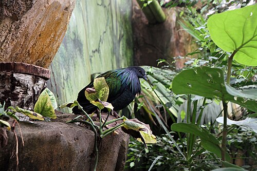 熱帯の鳥の温室(ボーヴァル動物園), サン=テニャン、サントル=ヴァル・ド・ロワール — 熱帯の鳥の温室(ボーヴァル動物園) — 2枚目