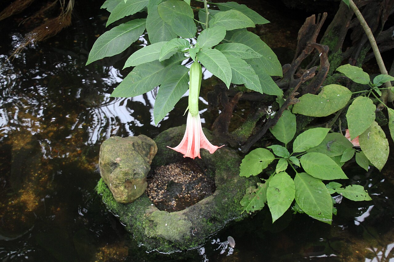 熱帯の鳥の温室(ボーヴァル動物園), サン=テニャン、サントル=ヴァル・ド・ロワール — image montrant une fleur de datura dans la serre aux oiseaux tropicaux