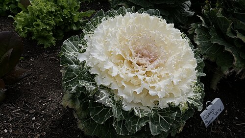 Lucile Halsell Conservatory, San Antonio Botanical Garden, San Antonio, Texas — A photo of a cauliflower in the San Antonio Botanical Garden.