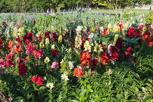 Lucile Halsell Conservatory, San Antonio Botanical Garden, San Antonio, Texas — A photo of snapdragons in the San Antonio Botanical Garden.