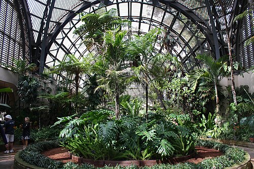 バルボア・パークのボタニカル・ビルディング（ラスハウス）, サンディエゴ、カリフォルニア州 — Interior of the Balboa Park Botanical Building, San Diego, California