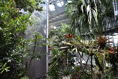 Osher Rainforest (California Academy of Sciences), San Francisco, Kalifornien — California Academy of Sciences - Rainforests of the World