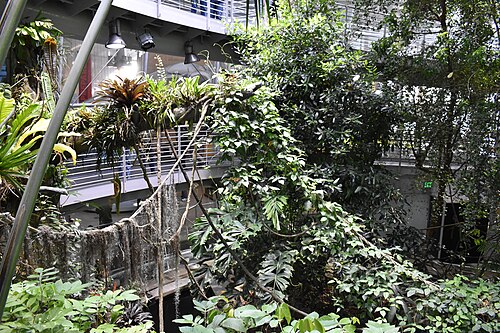 Osher Rainforest (California Academy of Sciences), San Francisco, Kalifornien — Osher Rainforest — Ansicht 3
