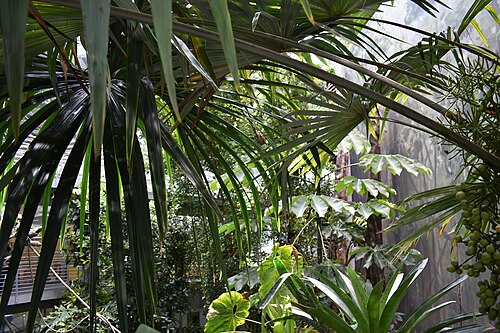Osher Rainforest (California Academy of Sciences), San Francisco, Kalifornien — Osher Rainforest — Ansicht 4