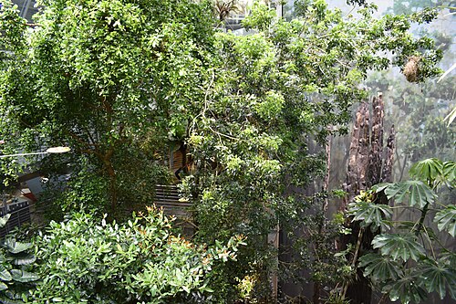 Osher Rainforest (California Academy of Sciences), San Francisco, Kalifornien — Osher Rainforest — Ansicht 5