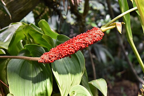 Osher Rainforest (California Academy of Sciences), San Francisco, Kalifornien — Osher Rainforest — Ansicht 6