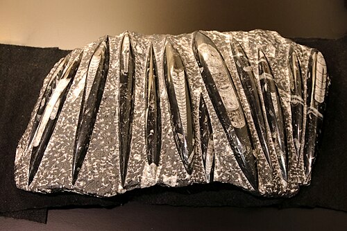 Osher Rainforest (California Academy of Sciences), San Francisco, Californie — Orthoceras fossil. Picture taken at California Academy of Sciences, San Francisco, USA.