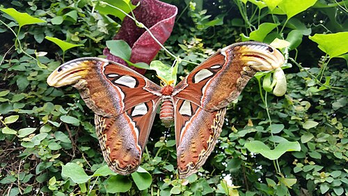 Schmetterlingshaus Oasi Rossi (Casa delle farfalle), Santorso (Provinz Vicenza), Venetien — Falena Cobra-Attacus atlas