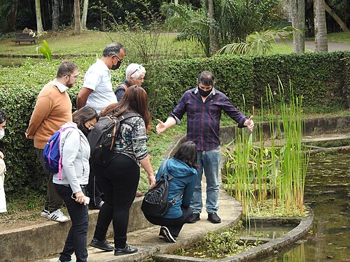 Estufas Dr. Frederico Carlos Hoehne (Jardin botanique de São Paulo), São Paulo, État de São Paulo — photo 1