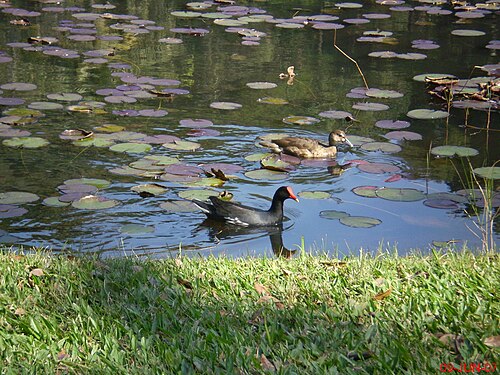 Estufas Dr. Frederico Carlos Hoehne (Jardin botanique de São Paulo), São Paulo, État de São Paulo — Frango de Água(Gallinula Chloropus) e Ananaí(Amazonetta Brasiliensis) - Jardim Botânico…