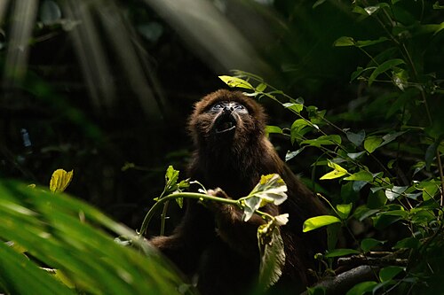 Estufas Dr. Frederico Carlos Hoehne (Jardin botanique de São Paulo), São Paulo, État de São Paulo — Um bugio (Alouatta guariba) jovem, se alimentando durante o entardecer. Esta é uma…