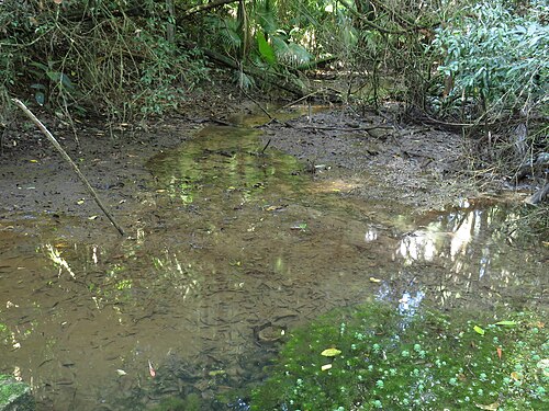 Estufas Dr. Frederico Carlos Hoehne (Jardin botanique de São Paulo), São Paulo, État de São Paulo — Trilha, Nascente, Córrego Pirarungáua, Jardim Botânico de SP, Mata Atlântica.