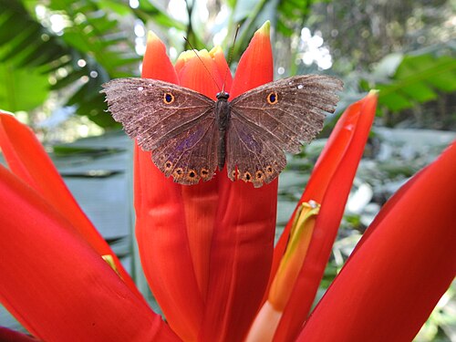 Estufas Dr. Frederico Carlos Hoehne (Jardin botanique de São Paulo), São Paulo, État de São Paulo — Foto tirada no Jardim Botânico de São Paulo