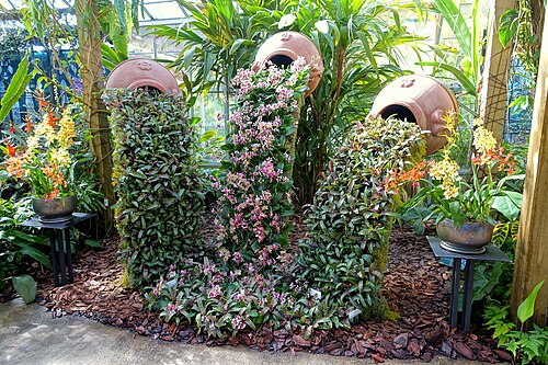 マリー・セルビー植物園の熱帯温室, フロリダ州サラソタ — Botanical specimen in the Marie Selby Botanical Gardens - Sarasota, Florida, USA.