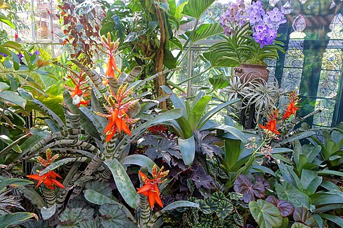 マリー・セルビー植物園の熱帯温室, フロリダ州サラソタ — マリー・セルビー植物園の熱帯温室 — 5枚目