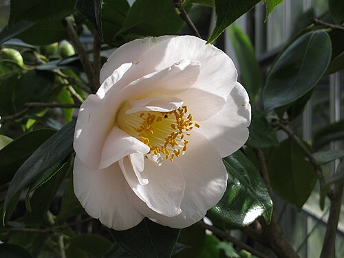 Queen Elizabeth Temperate House (Savill Garden), Windsor Great Park, Englefield Green (Surrey) — Camellia, temperate house, Savill Garden