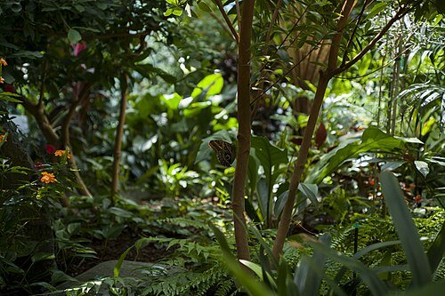 Tropisches Schmetterlingshaus, Pacific Science Center, Seattle, Washington — A forest giant owl butterfly hiding in the trees. Photo taken at the Pacific Science…