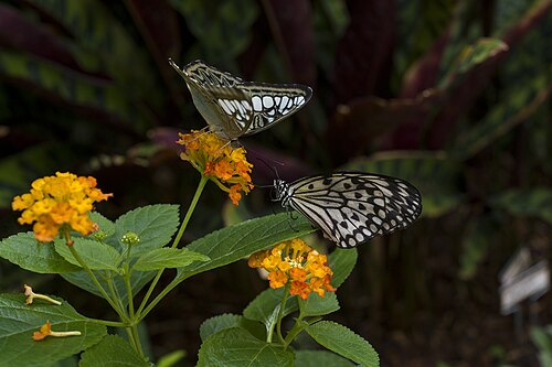 Tropisches Schmetterlingshaus, Pacific Science Center, Seattle, Washington — A clipper and a paper kite meeting each other on a flower. Photo taken at the Pacific…