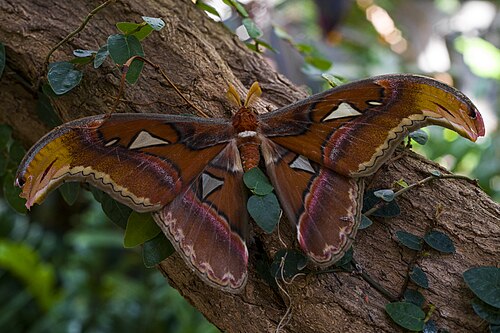 Tropisches Schmetterlingshaus, Pacific Science Center, Seattle, Washington — A close-up of an Atlas Moth in the Pacific Science Center's Tropical Butterfly House.