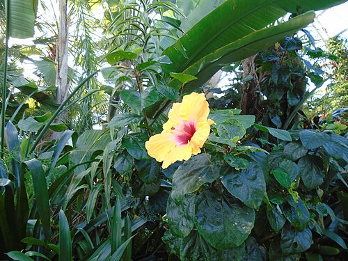 Sefton Park Palm House, Sefton Park, Liverpool, England — Lone hibiscus amid the dark greens in Sefton Park Palm House