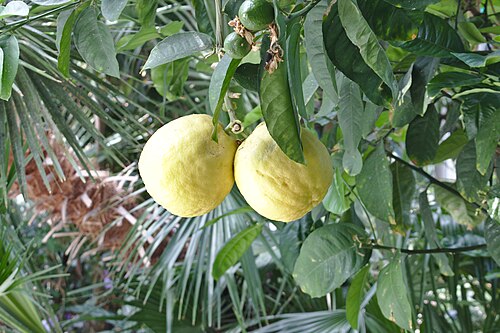 Sefton Park Palm House, Sefton Park, Liverpool, England — A pair of pomelo growing in Sefton Park Palm House.