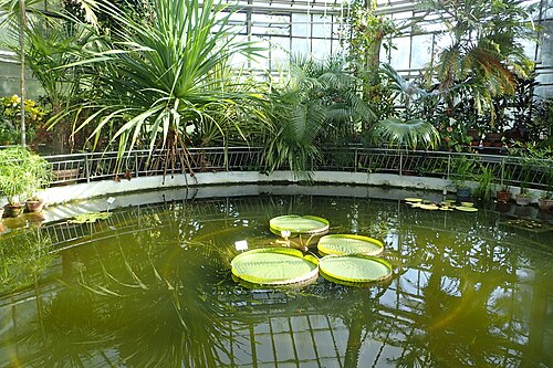 Gewächshäuser des Botanischen Gartens Cluj-Napoca, Cluj-Napoca — Cluj-Napoca Botanical Garden