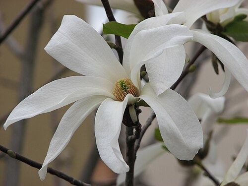 Gewächshäuser des Botanischen Gartens Cluj-Napoca, Cluj-Napoca — Magnolia - Spring 2008 - Cluj-Napoca