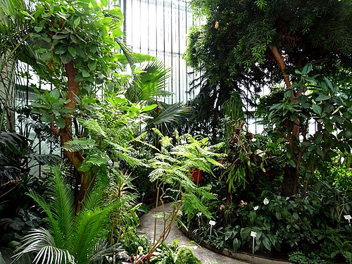 Sera Veche, Botanischer Garten Dimitrie Brândză, Bukarest — Bucharest Botanical Garden old greenhouse interior
