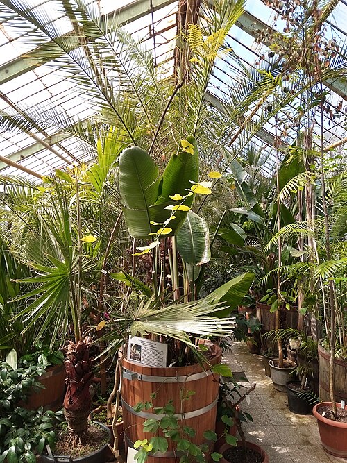 ブルガリア科学アカデミー植物園の温室群（Botanicheska gradina na BAN）, ソフィア（ヴィトシャ山麓） — Palm house section at the Botanical garden of the Bulgarian Academy of Sciences, Sofia.