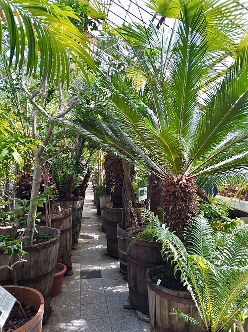 ブルガリア科学アカデミー植物園の温室群（Botanicheska gradina na BAN）, ソフィア（ヴィトシャ山麓） — ブルガリア科学アカデミー植物園の温室群（Botanicheska gradina na BAN） — 2枚目