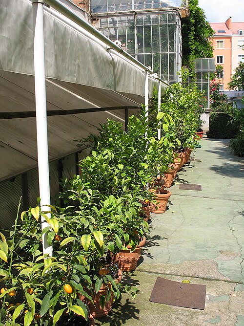 ソフィア大学植物園の温室群（Universitetska botanicheska gradina）, ソフィア（市中心部、モスコフスカ通り49） — ソフィア大学植物園の温室群（Universitetska botanicheska gradina） — 4枚目