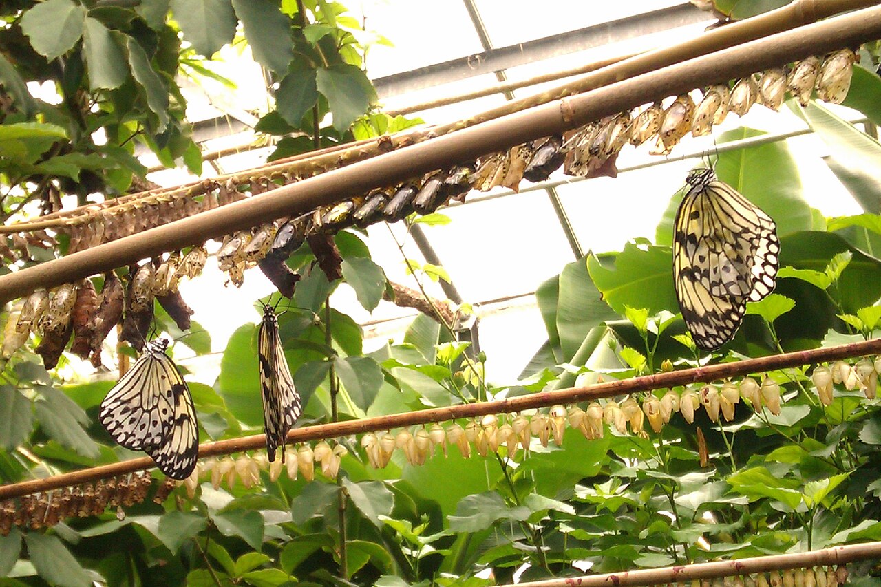 Fjärilshuset Haga Ocean (Gewächshäuser von Haga trädgård), Solna, Provinz Stockholm — Stockholm , Butterflies baby rooms with mum at