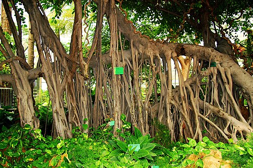 Gewächshäuser des Südchinesischen Nationalen Botanischen Gartens, Guangzhou — Gewächshäuser des Südchinesischen Nationalen Botanischen Gartens — Ansicht 2