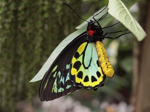 Magic Wings Butterfly Conservatory & Gardens, South Deerfield, Massachusetts — photo 1