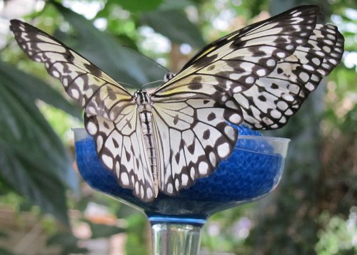 Magic Wings Butterfly Conservatory & Gardens, South Deerfield, Massachusetts — photo 2