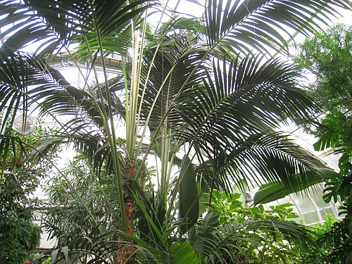 Gaiser Conservatory (Manito Park), Spokane, Washington — Gaiser Conservatory — Ansicht 5