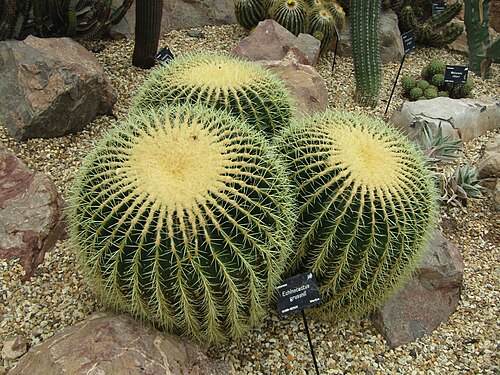Gewächshaus, Dyffryn Gardens, St Nicholas, Vale of Glamorgan, Wales — Dyffryn Gardens - Cacti