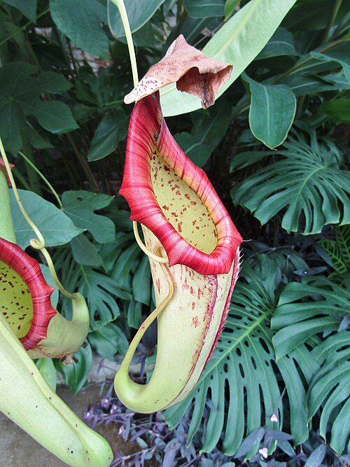 Gewächshaus, Dyffryn Gardens, St Nicholas, Vale of Glamorgan, Wales — Dyffryn Gardens - Pitcher Plant