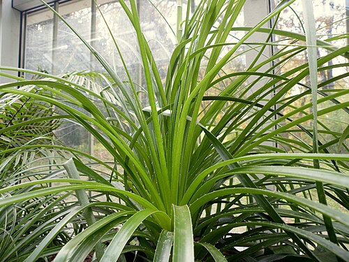 イェヴレモヴァツ植物園の温室(Staklenik), ベオグラード — Puya mirabilis is a species of Bromeliad in the genus Puya. This species is native to…