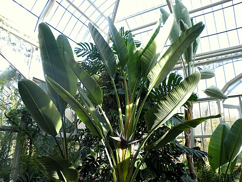 イェヴレモヴァツ植物園の温室(Staklenik), ベオグラード — photo 4