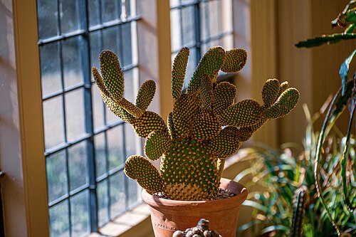 Standen House Conservatory, East Grinstead (West Sussex) — Standen House Conservatory — Ansicht 1