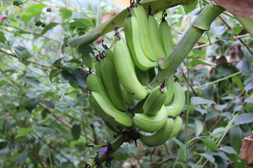 ストラトフォード・バタフライ・ファーム(レインフォレスト・フライト・エリア), ストラトフォード・アポン・エイヴォン(ウォリックシャー) — Banana plant at Stratford-upon-Avon Butterfly Farm