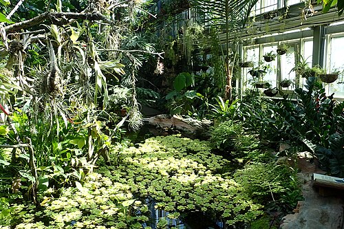 Tropengewächshaus des Botanischen Gartens der Universität Szeged (SZTE Füvészkert), Szeged, Komitat Csongrád-Csanád — Botanical Garden of Szeged in may 2018