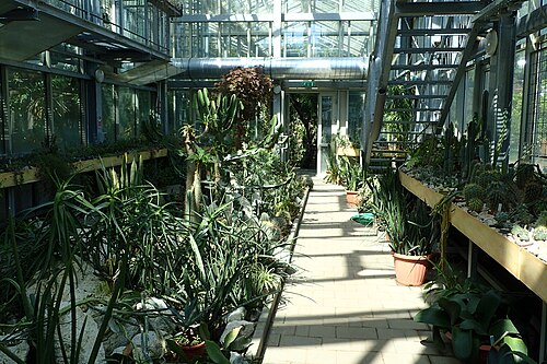 Tropengewächshaus des Botanischen Gartens der Universität Szeged (SZTE Füvészkert), Szeged, Komitat Csongrád-Csanád — Tropengewächshaus des Botanischen Gartens der Universität Szeged — Ansicht 3