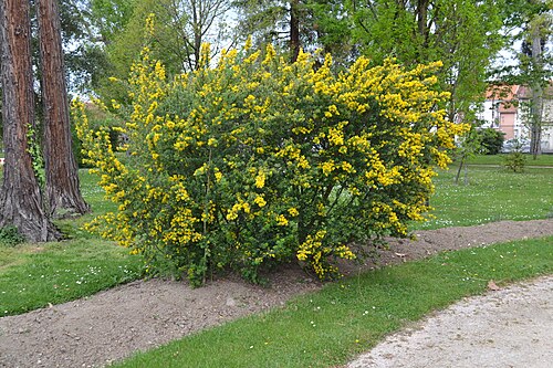Gewächshaus (Orangerie) des Jardin Massey, Tarbes, Okzitanien — Tarbes, Jardin Massey, shrub in flower.