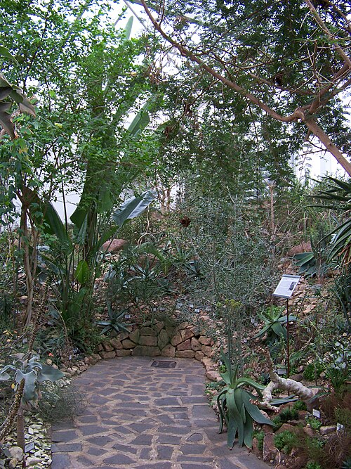 Tropicana-Gewächshaus, Botanischer Garten Teplice (skleník Tropicana), Teplice, Region Ústí nad Labem — Tropicana-Gewächshaus, Botanischer Garten Teplice — Ansicht 5