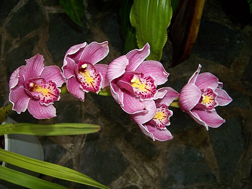 Tropicana-Gewächshaus, Botanischer Garten Teplice (skleník Tropicana), Teplice, Region Ústí nad Labem — Tropicana-Gewächshaus, Botanischer Garten Teplice — Ansicht 6