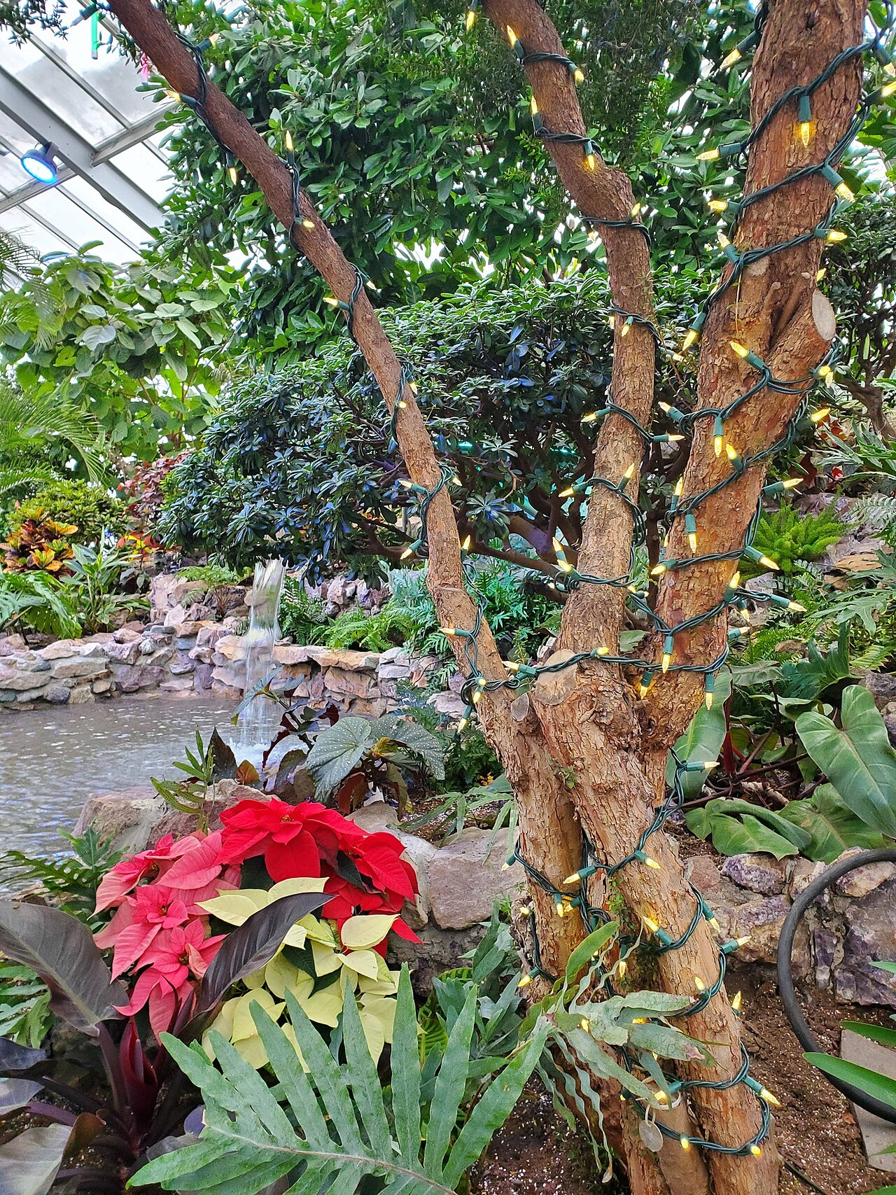センテニアル植物コンサバトリー, サンダーベイ、オンタリオ州 — Photograph taken inside the Centennial Botanical Conservatory in Thunder Bay, decorated…