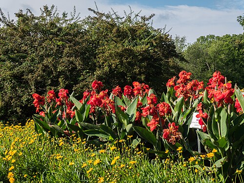Conservatoire de Hidden Lake Gardens (Michigan State University), Tipton, Michigan — Canna 'South Pacific Scarlet' All American Selection
